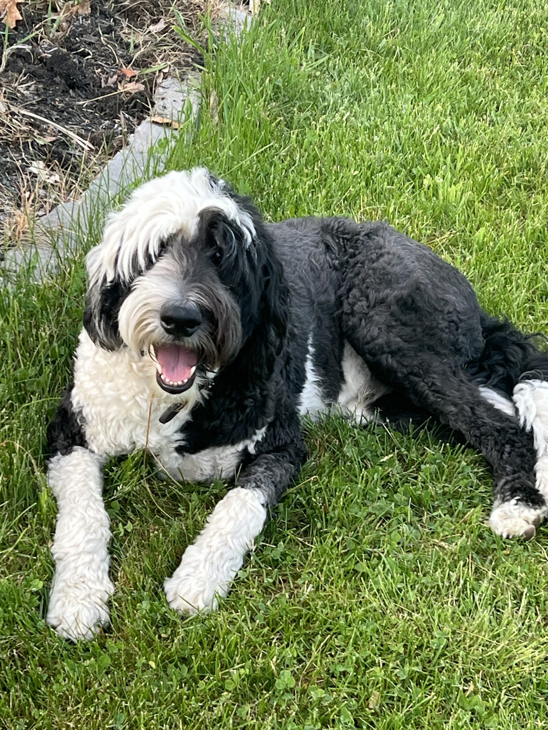 Farm Dog loving their life.