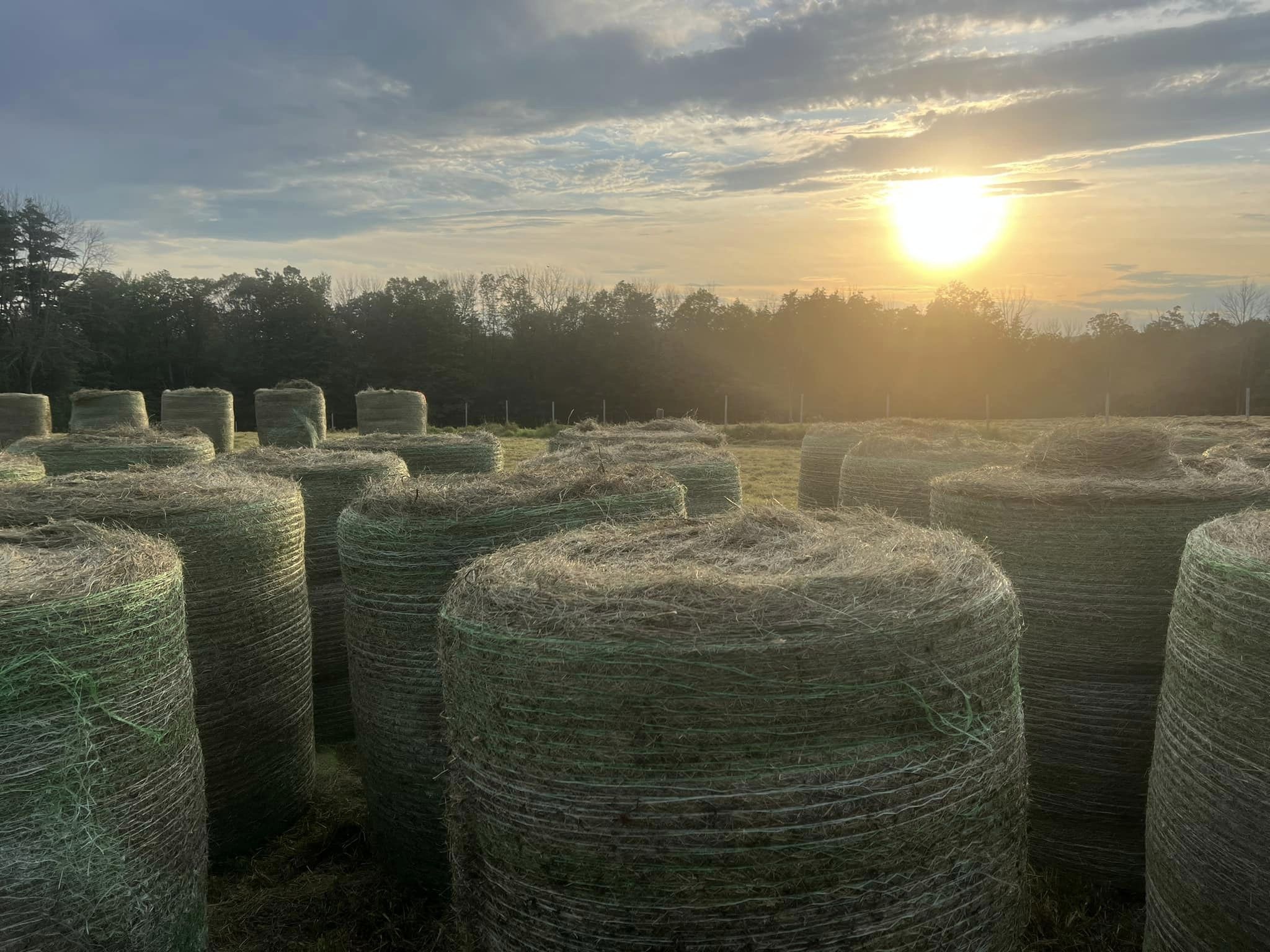 Round Bales Hay being spread in the barn at Rockwall Acres Farm for bedding and feeding