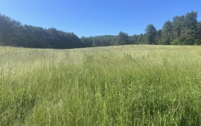 Benefits of Using Cow and Horse Manure as Fertilizers