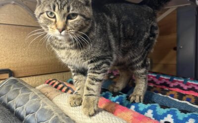 The Benefits of Barn Cats on a Farm