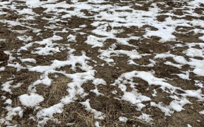 Why Picking Horse Paddocks Is Essential for Your Horse’s Health and Happiness
