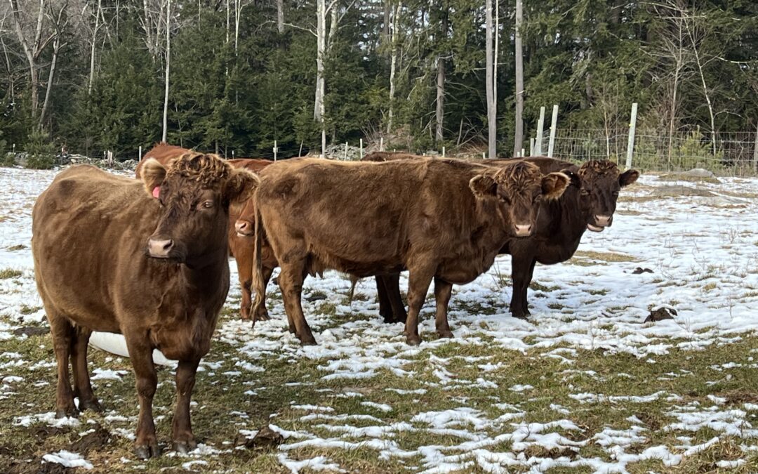 Why Dexter Beef Quality is Better: The Ultimate Gourmet Choice