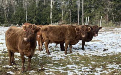 Why Dexter Beef Quality is Better: The Ultimate Gourmet Choice