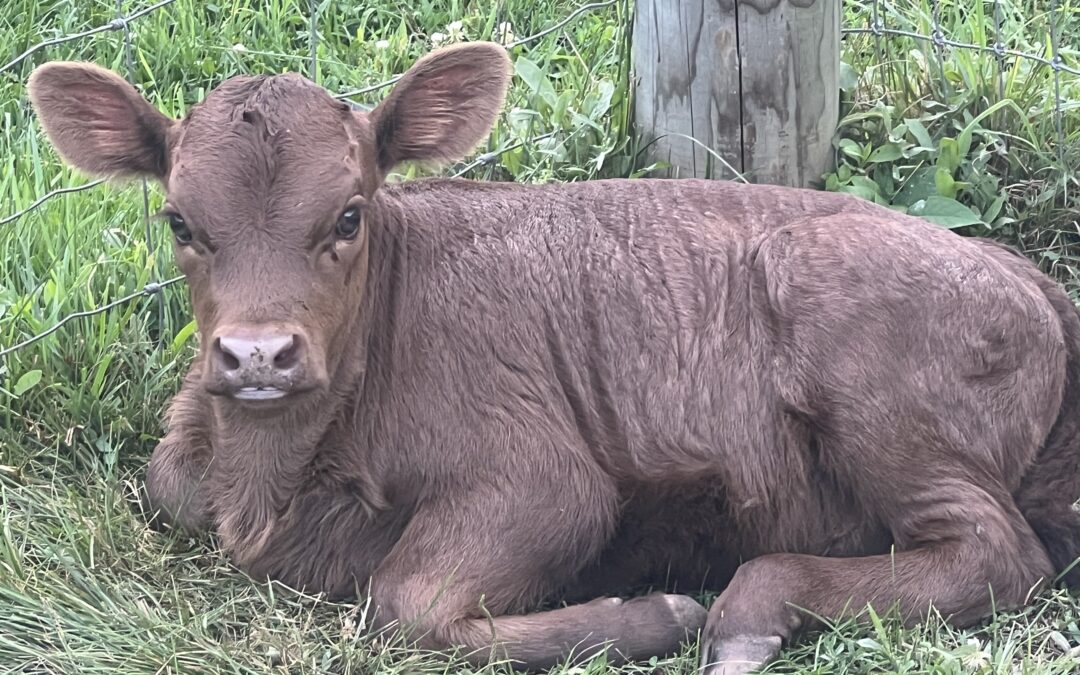 What is a Dexter Cow?