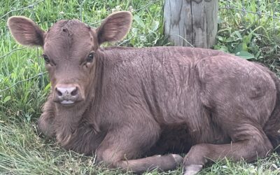 What is a Dexter Cow?