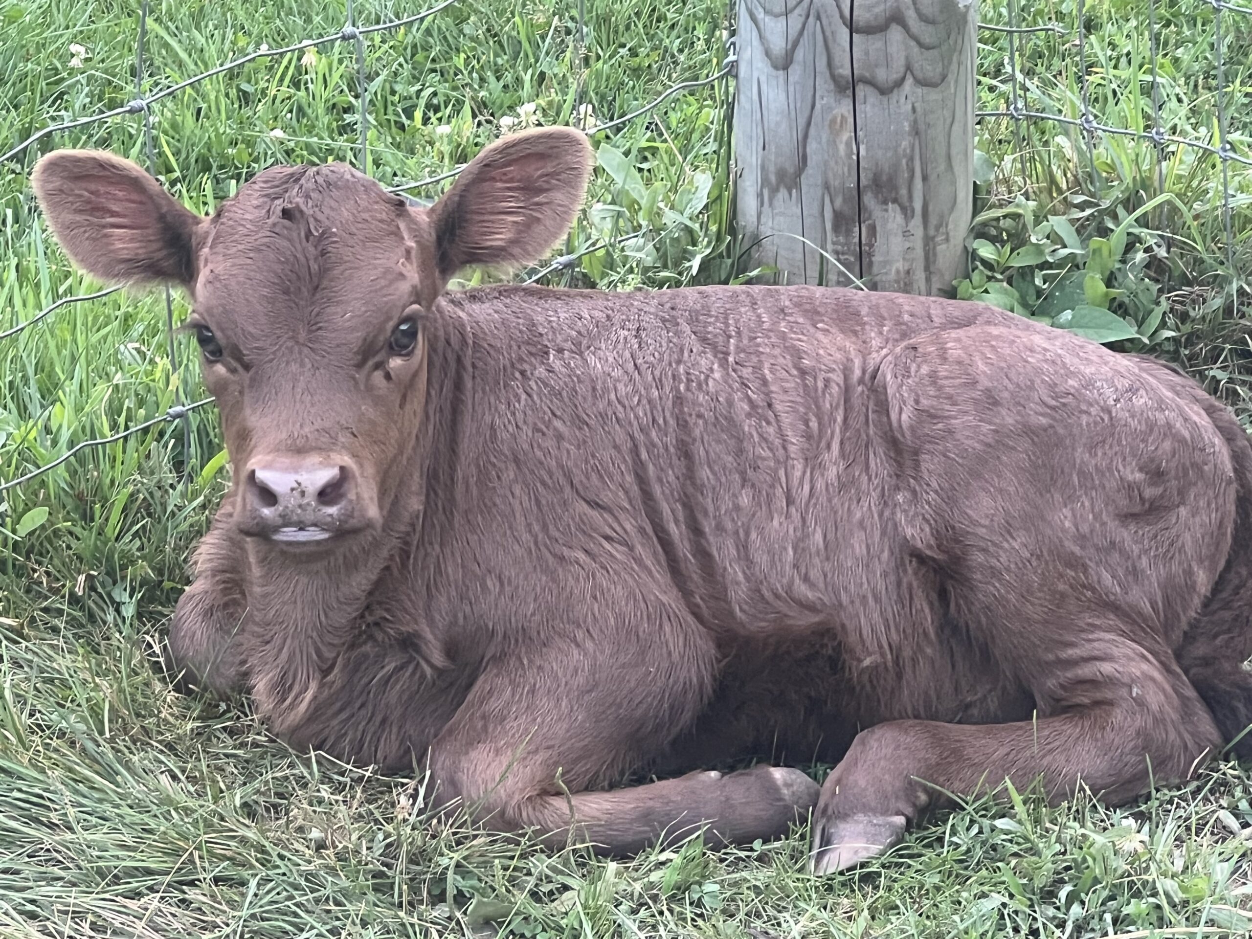 Rockwall Calf Dexter cow being milked at Rockwall Acres Farm for rich, butterfat-filled milk