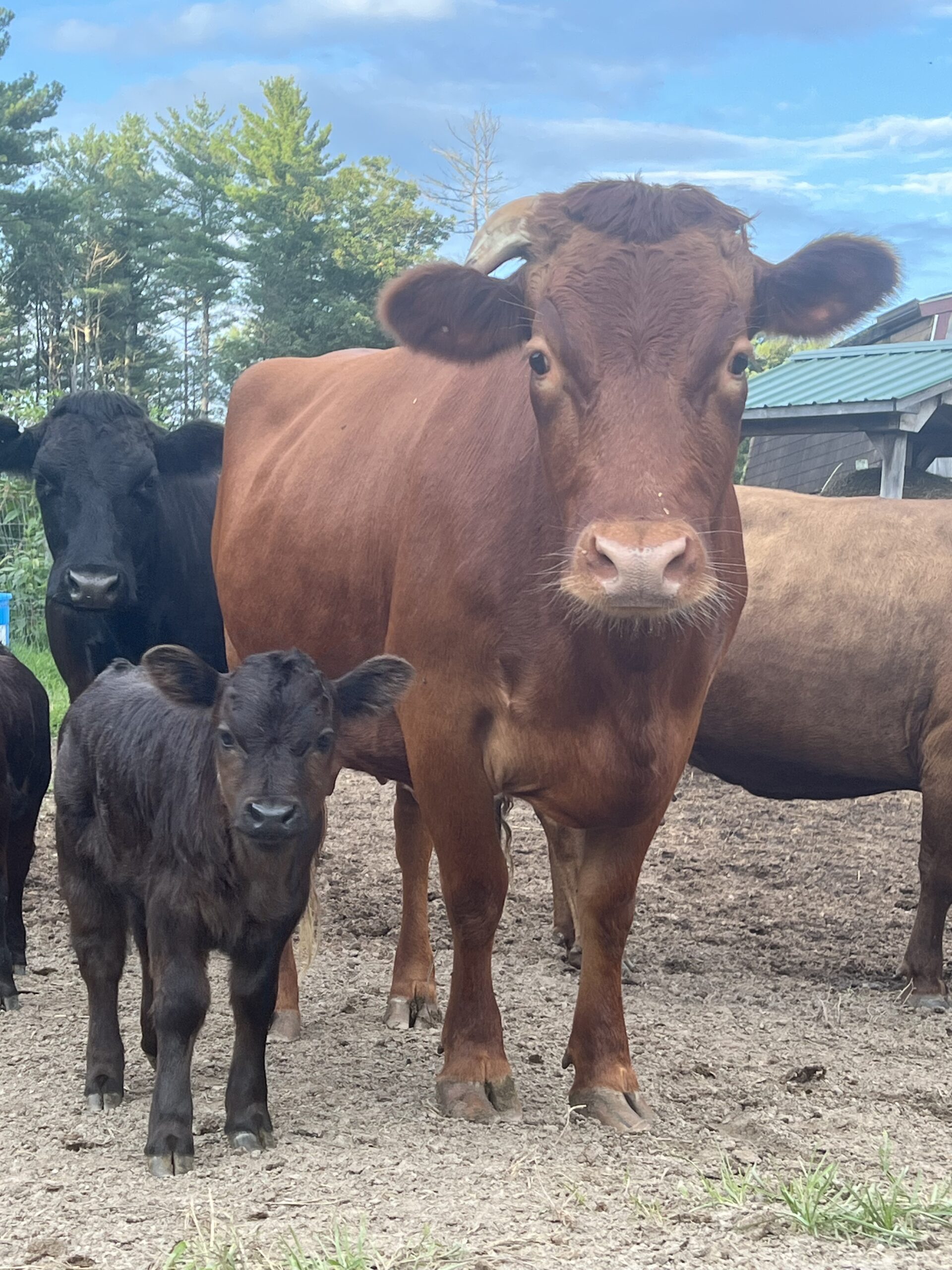 Rockwall Malibu Friendly Dexter cows at Rockwall Acres Farm, perfect for small-scale farming