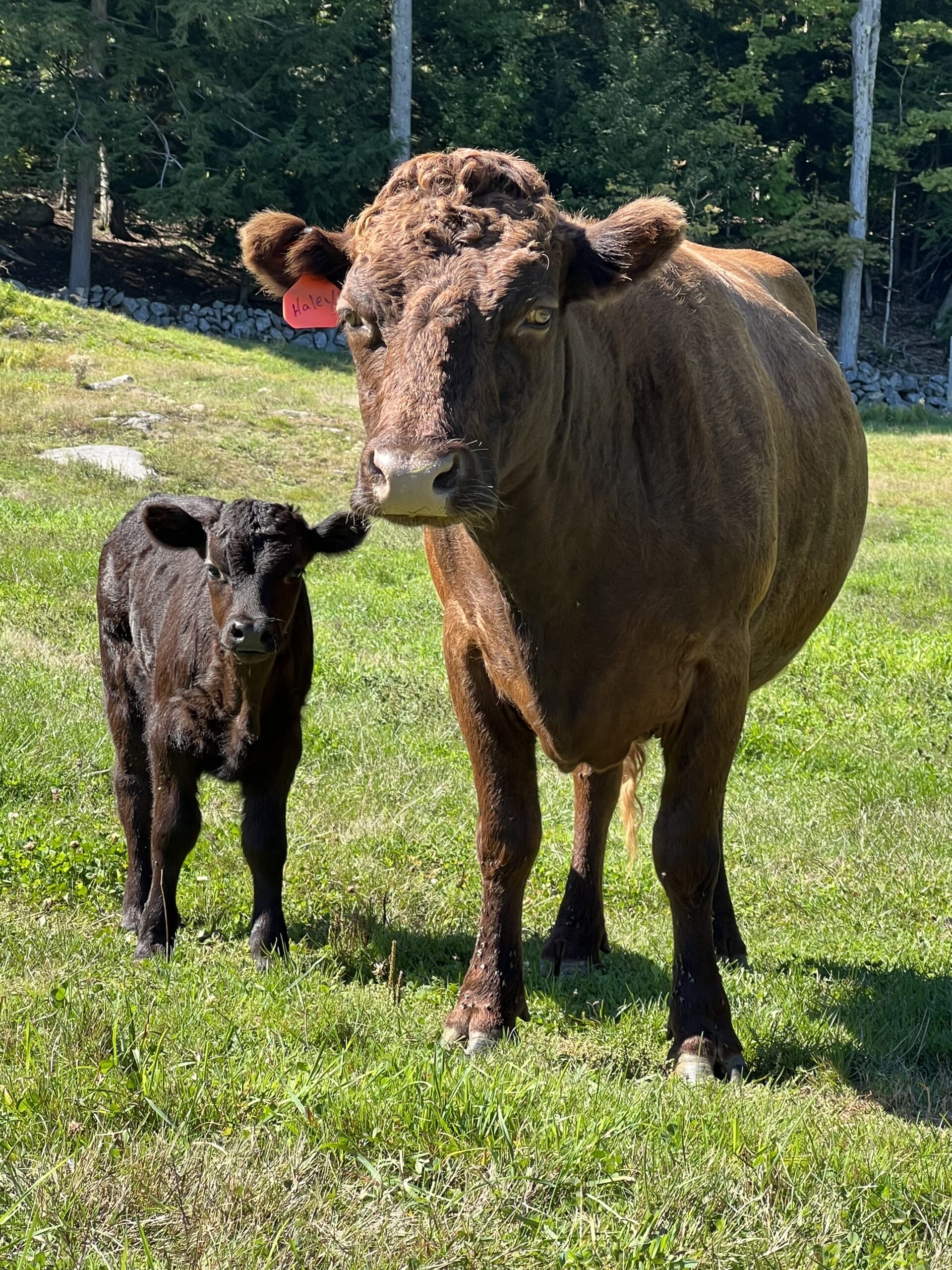 Rockwall Haley Rockwall Acres Farm's Dexter cow showcasing its premium marbled beef potential