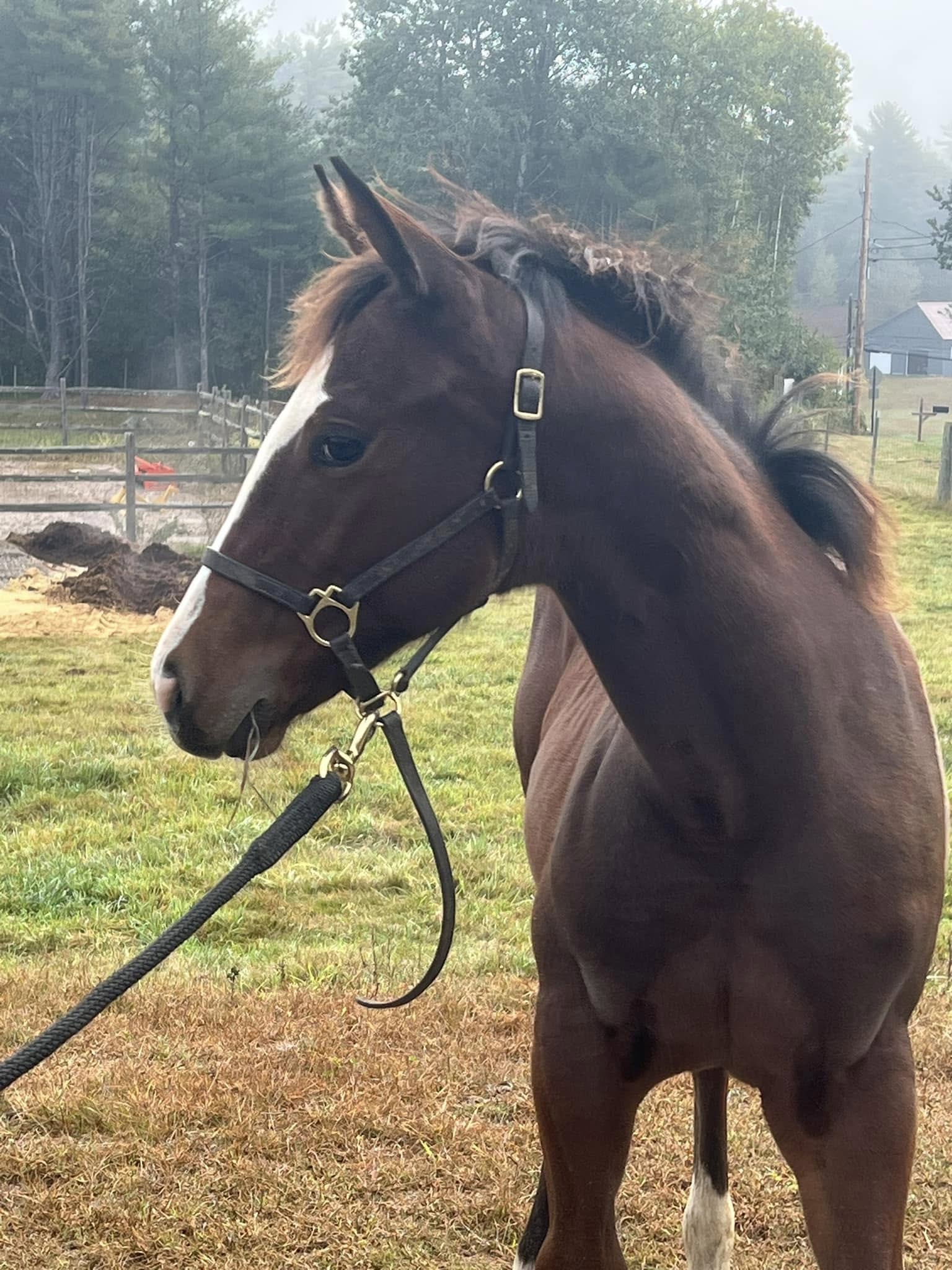 Bailey Baby Horse available for sale.