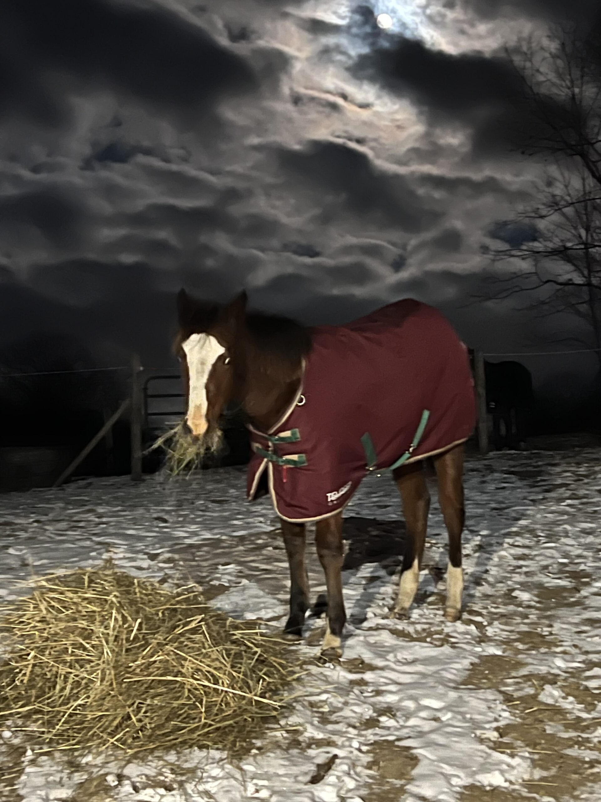 Baby Horse for Sale