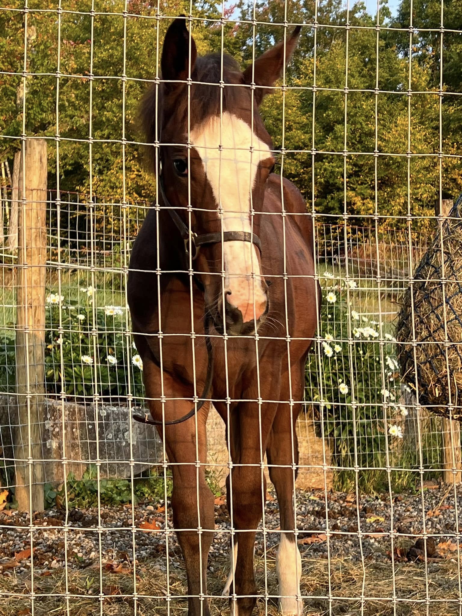 baby horse for sale new hampshire