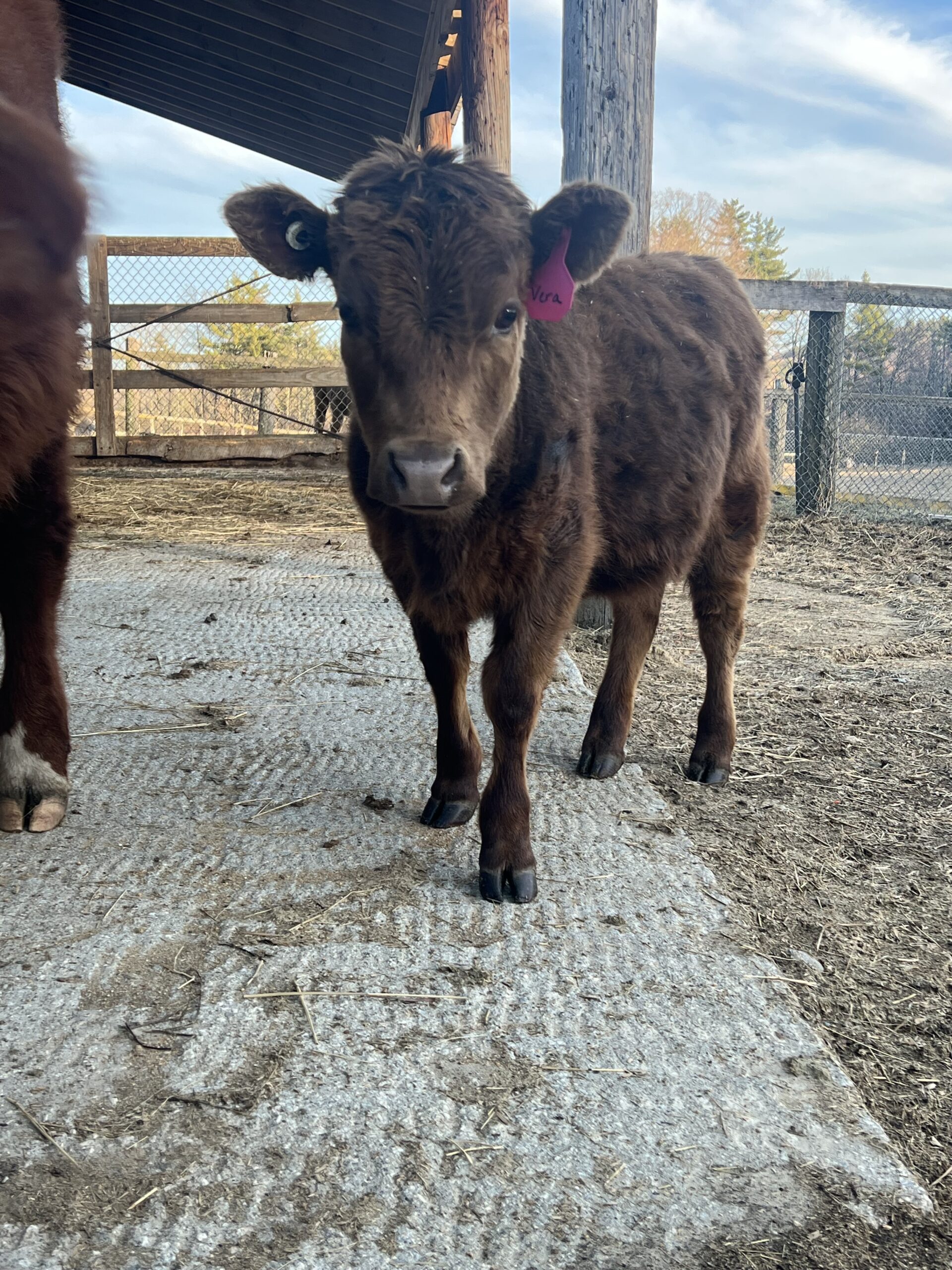 New Hampshire Dexter Cows Baby Dexter Breeding Cow