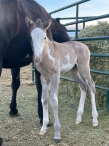 Registered Paint Baby paint colt