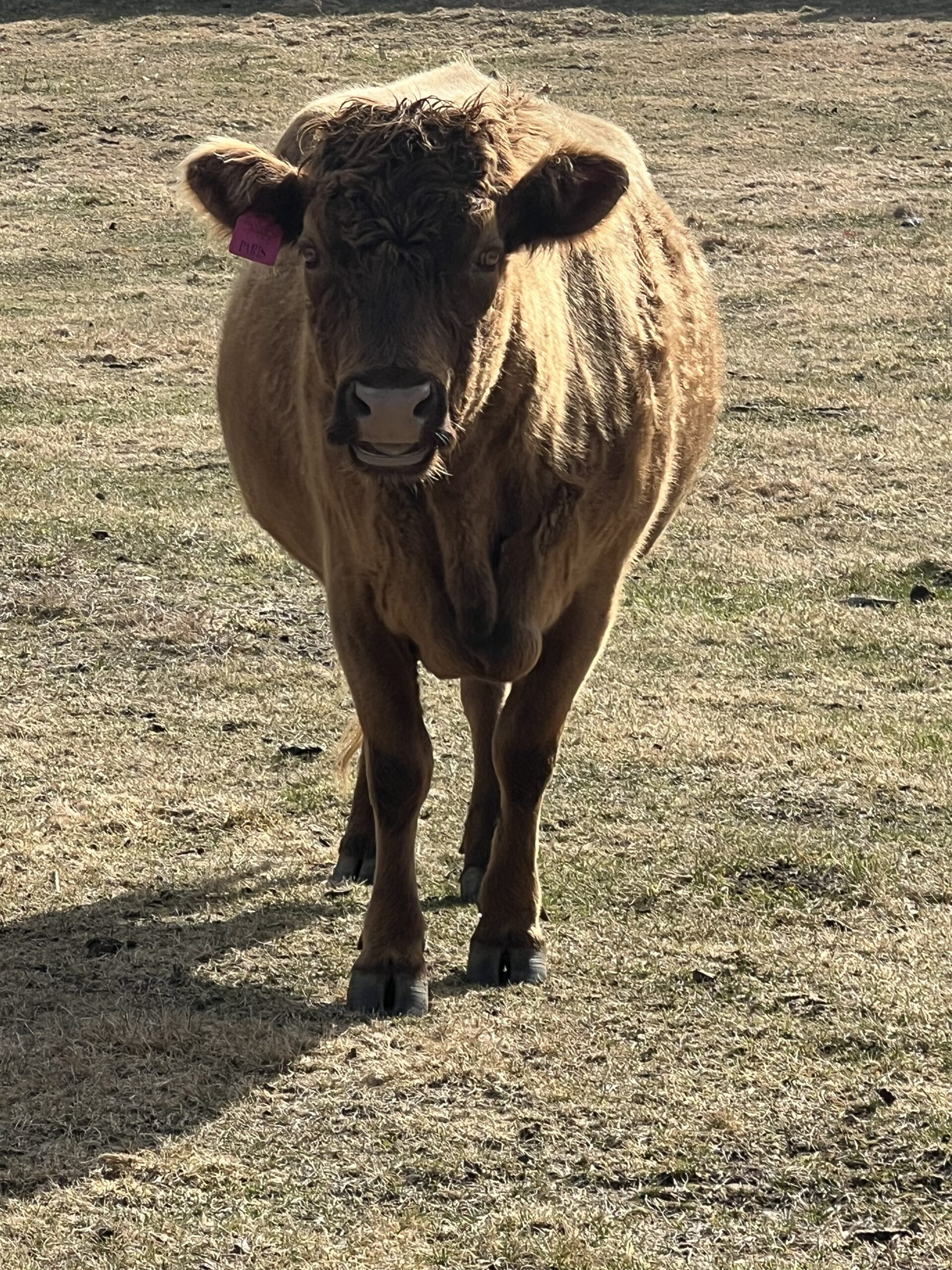 Dexter Cow available Dexter Cows New England in field