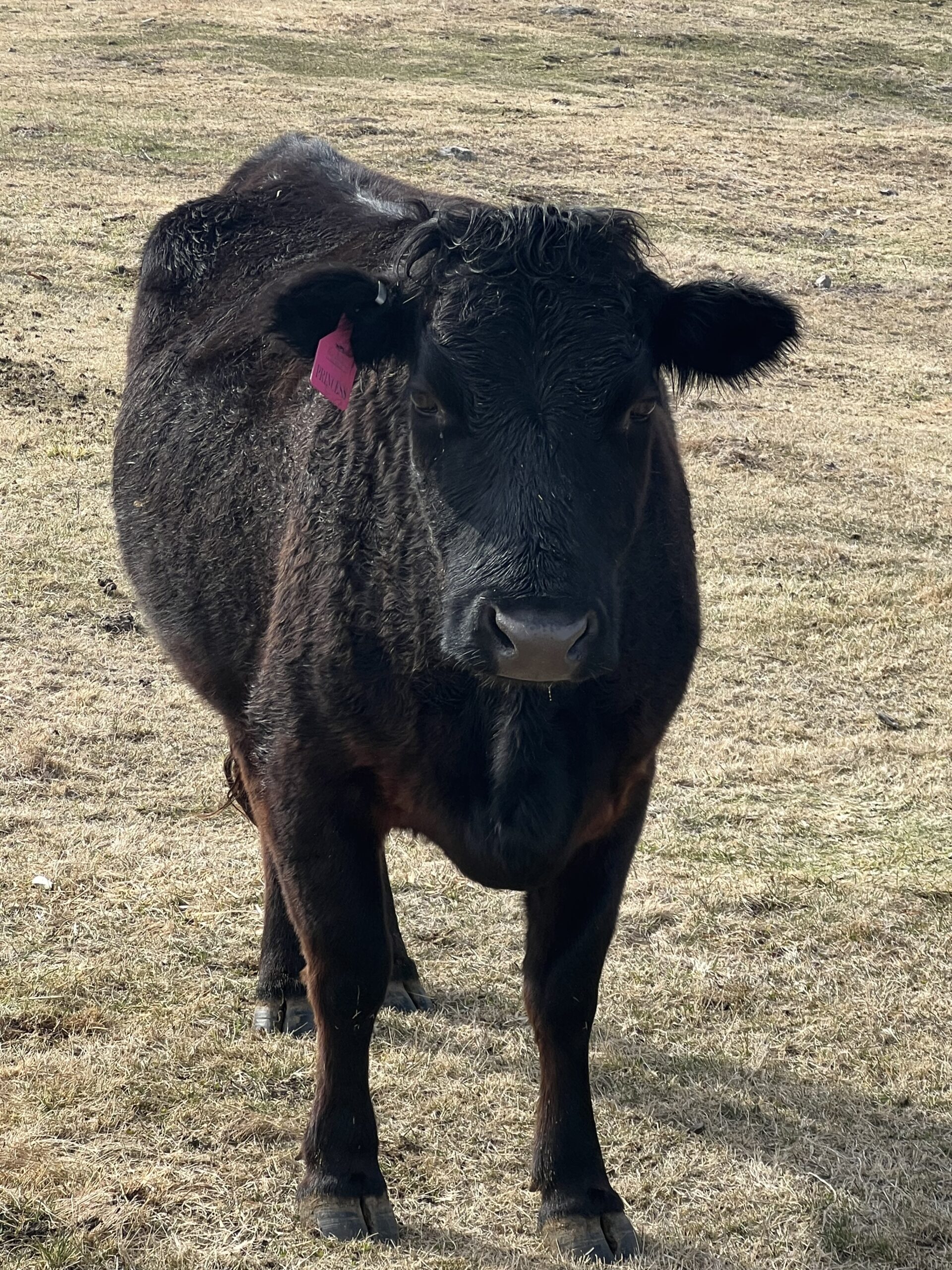 New Hampshire Dexter Cow Belmont Dexter Cow in New Hampshire