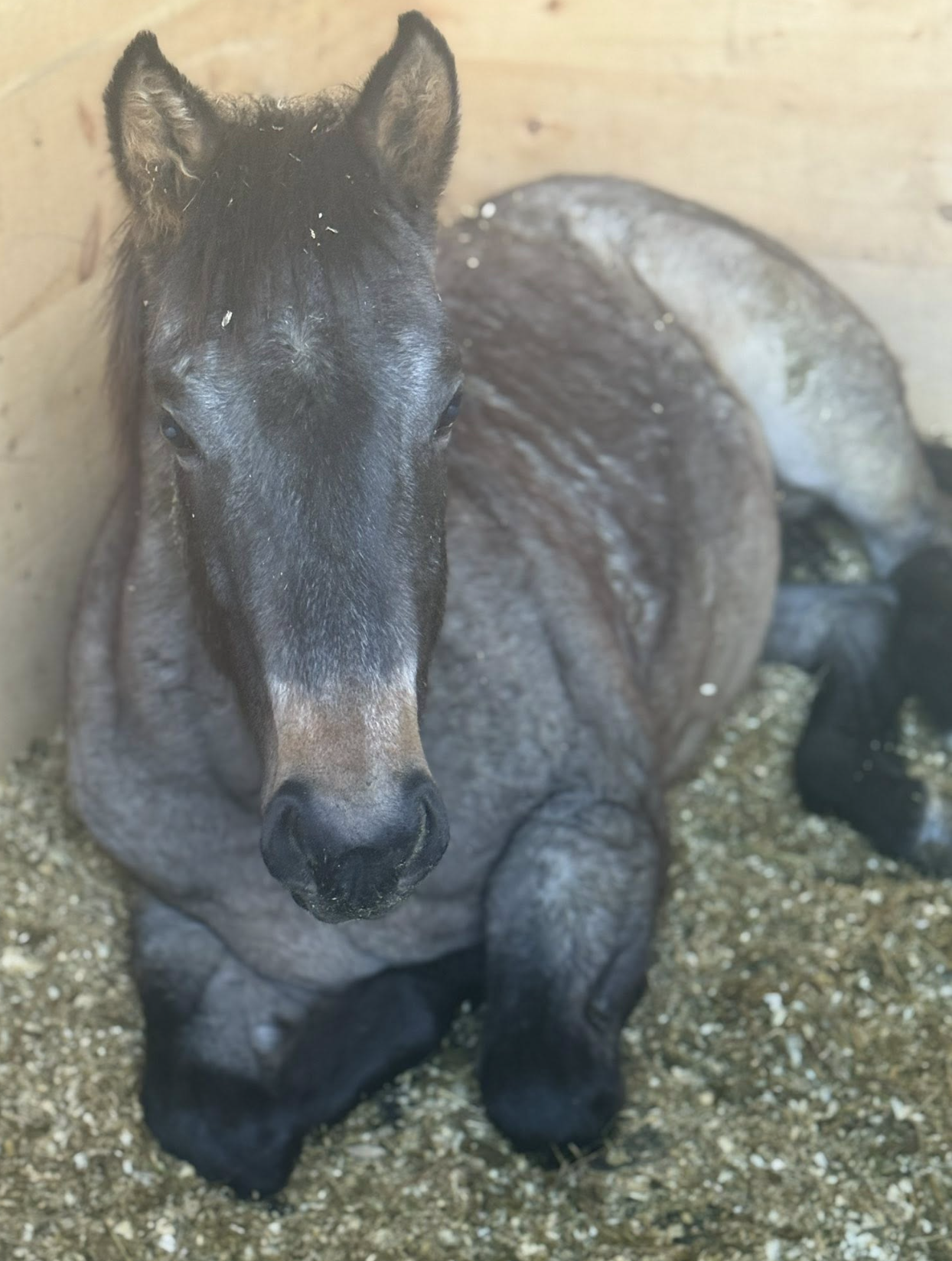 quarter horse